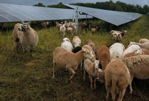 Convergent Energy and Power, Convergent, Climate Week NYC, Climate Change, Clean Energy, Energy Storage, Battery Storage, Solar PV, Agrivoltaics, Sustainability, Biodiversity, Livestock, Solar plus Storage