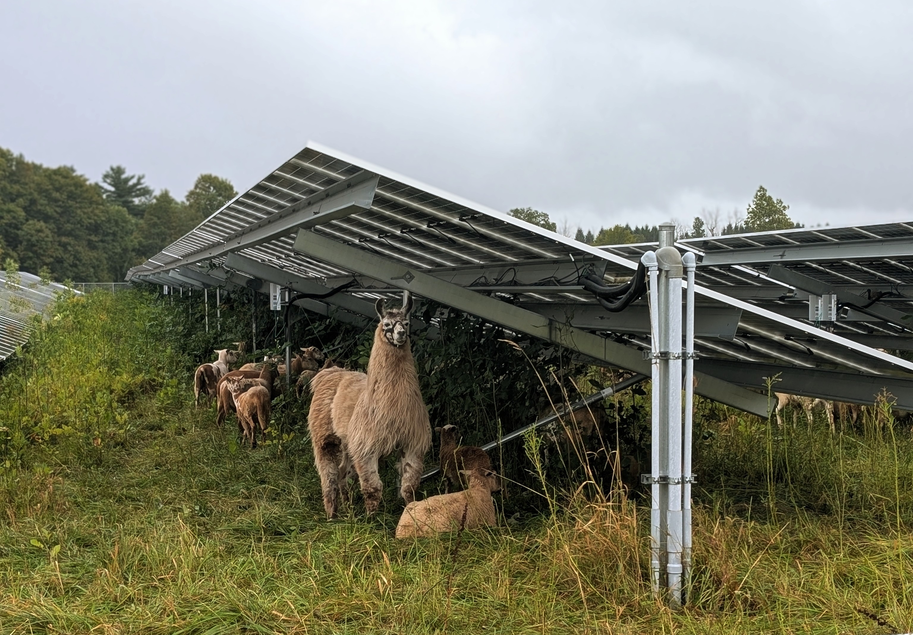 Convergent Energy and Power, Convergent, Climate Week NYC, Climate Change, Clean Energy, Energy Storage, Battery Storage, Solar PV, Agrivoltaics, Sustainability, Biodiversity, Livestock, Solar plus Storage