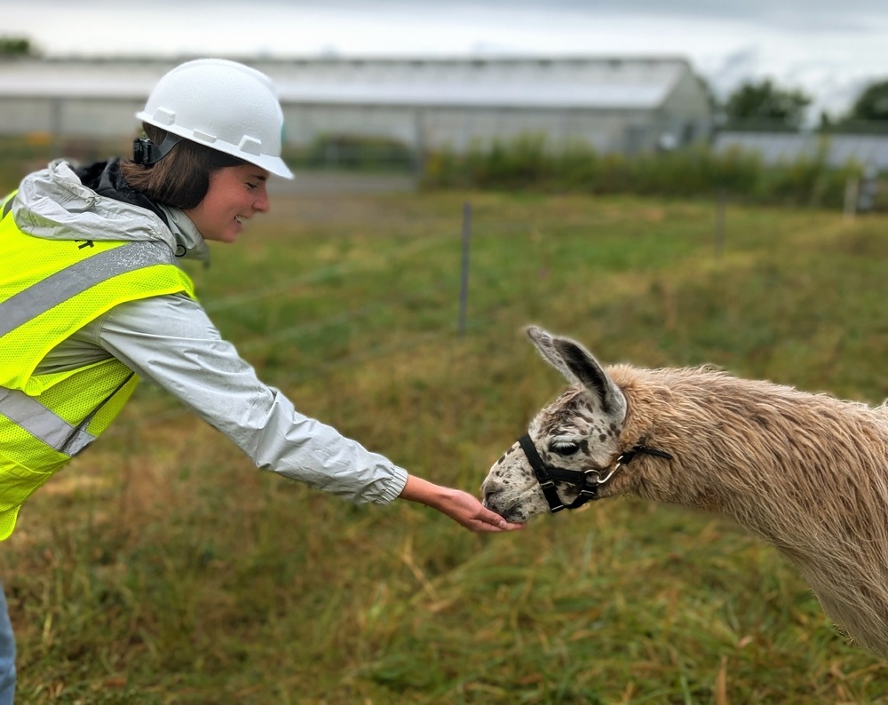 Pablo the Llama, Convergent Energy and Power, Convergent, Climate Week NYC, Climate Change, Clean Energy, Energy Storage, Battery Storage, Solar PV, Agrivoltaics, Sustainability, Biodiversity, Livestock, Solar plus Storage